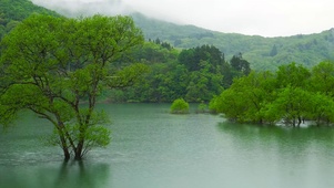 山清水秀雨中绿树