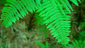绿色植物