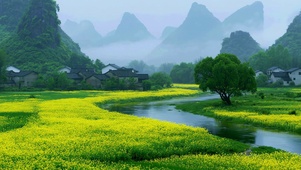 乡村油菜花风景