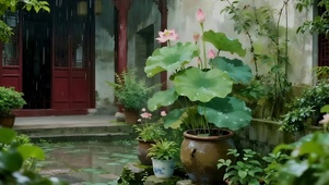 雨天小院荷花