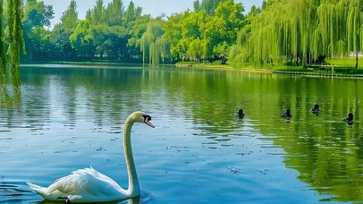 护眼绿景小清新带鱼屏