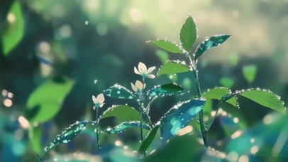 阳光唯美清晨水滴树叶