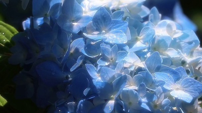 夏日的花朵