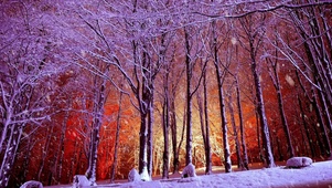 森林飘雪