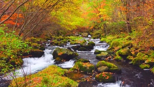 秋天红叶溪流