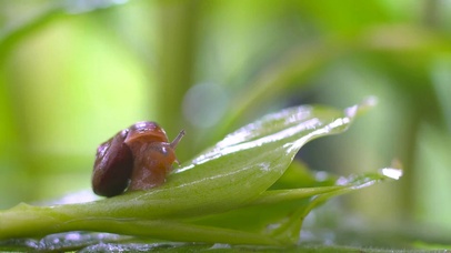 4k雨后蜗牛