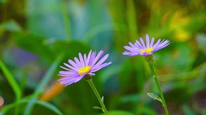 护眼实拍紫色小花4K