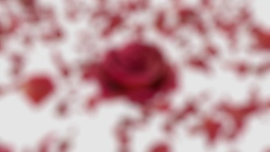 玫瑰花 花瓣