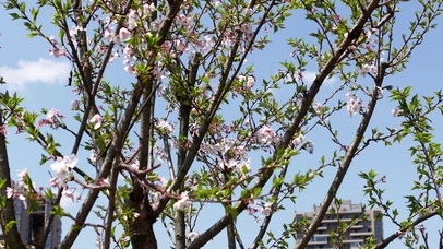 春天樱花盛开升格