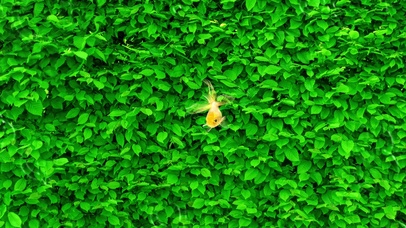 绿叶满屏，水波荡漾