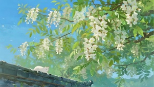 槐花屋顶猫咪