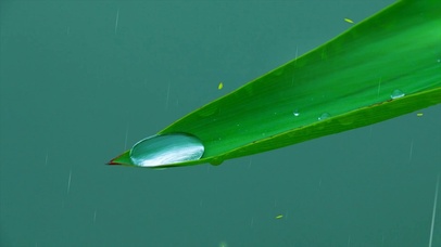 雨中叶子水滴