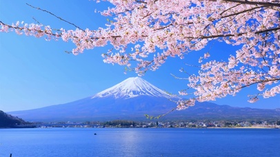 富士山樱花湖泊