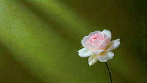 极简之花
