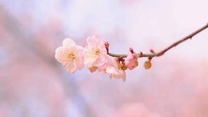 唯美春季樱花