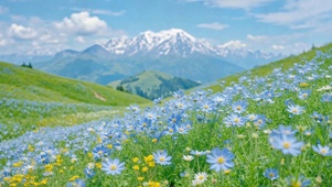 清新蓝色花海雪山风光