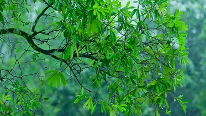 雨中绿树
