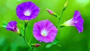 护眼治愈牵牛花4K