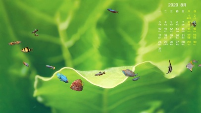 八月日历绿叶鱼