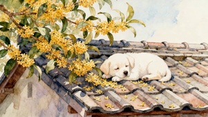 屋顶桂花下的酣睡小狗水墨小清新