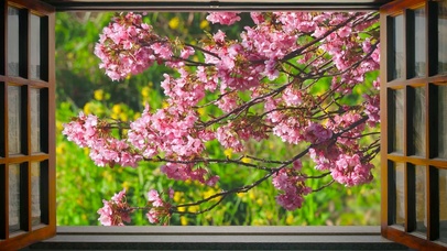 春天窗外的樱花