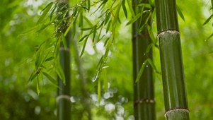 雨中竹林