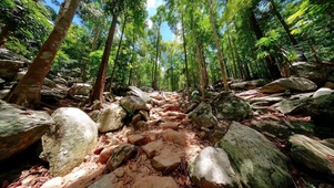 绿色护眼阳光山林