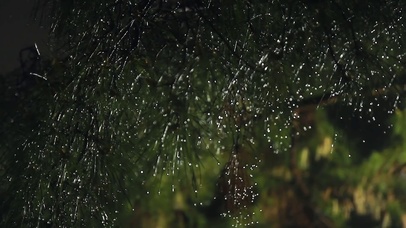 雨中松针树