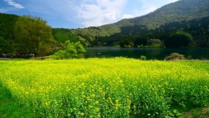 高山湖畔菜花