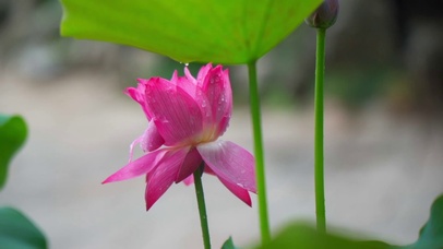 唯美荷花
