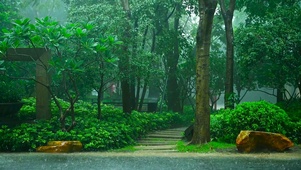 雨天公园树林