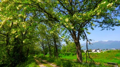 夏天乡村绿林小路