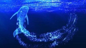 鲸鱼游动