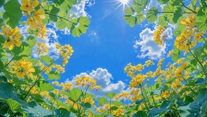 晴空下的黄色花海