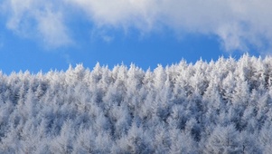蓝天白雪