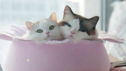 可爱猫咪壁纸