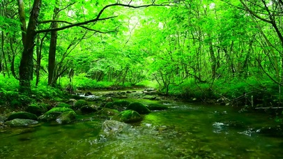 4K护眼绿树林溪流
