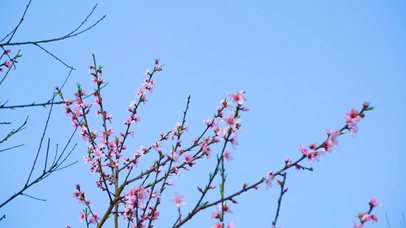 4K春天桃花风光意境