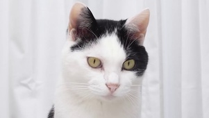 馋嘴猫咪