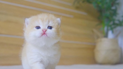 可爱小猫咪