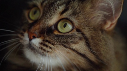 虎斑猫