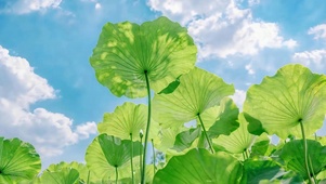 清新夏日荷花