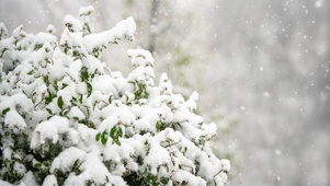 初雪唯美绿叶氛围感