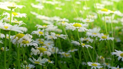 白色邹菊