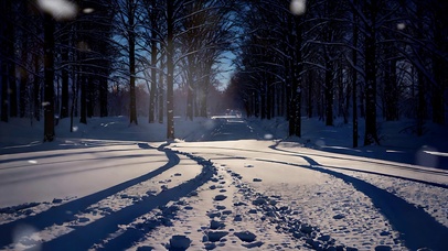 4k雪天下的树林