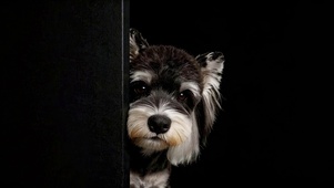 萌犬雪纳瑞暗中观察
