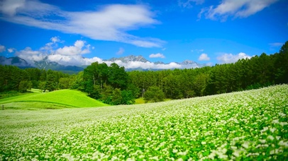 4K养眼高山荞麦