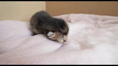 金渐层的小奶猫