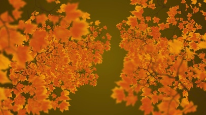 金色秋天秋季枫叶