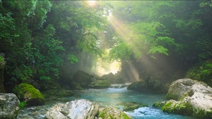 幽静阳光绿林溪流